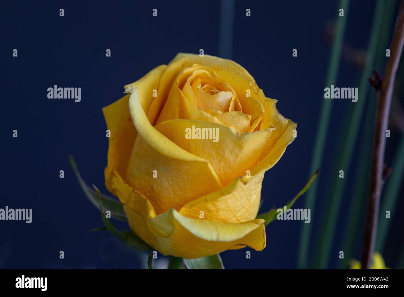 Una rosa gialla singola in un allestimento di fiori domestici Foto Stock