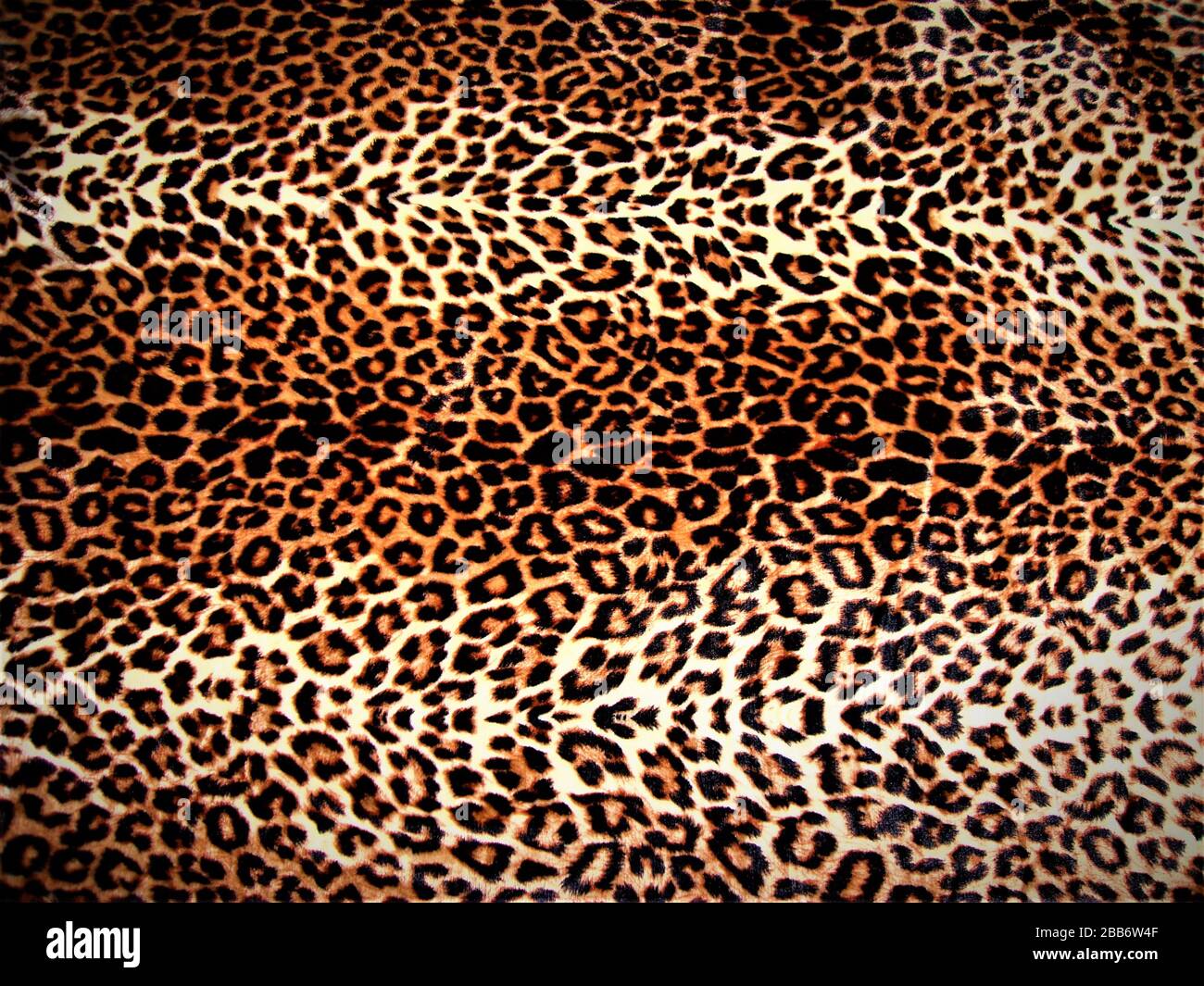 Pelle leopardo brillante e attraente, come lenzuola colorate, India Foto Stock