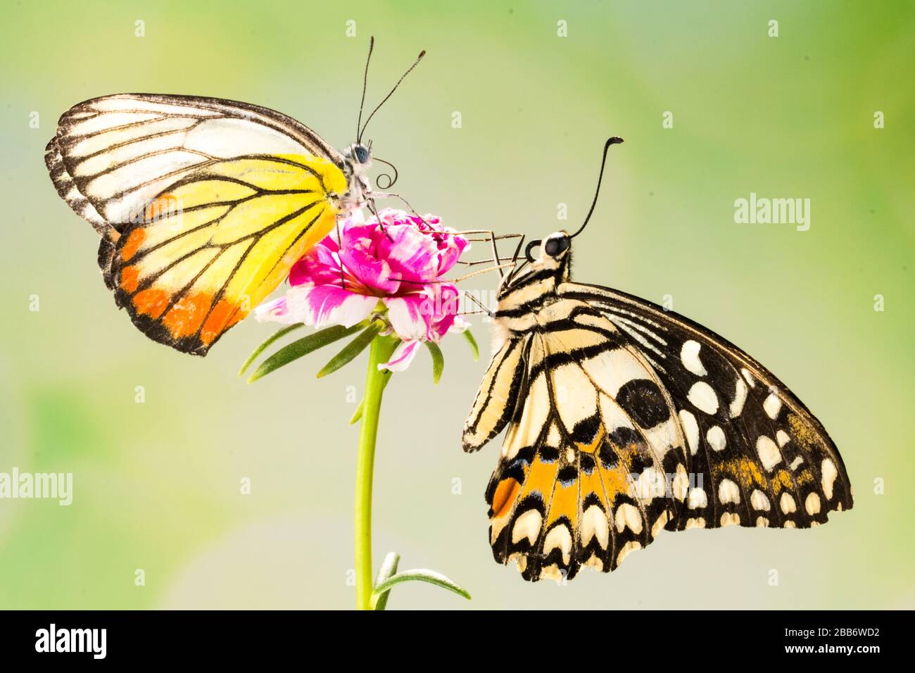 Due farfalle su un fiore, Indonesia Foto Stock