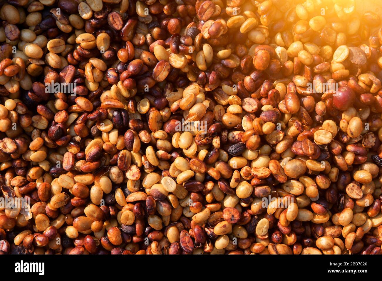 Primo piano sui chicchi di caffè arabica in lavorazione, Thailandia Foto Stock