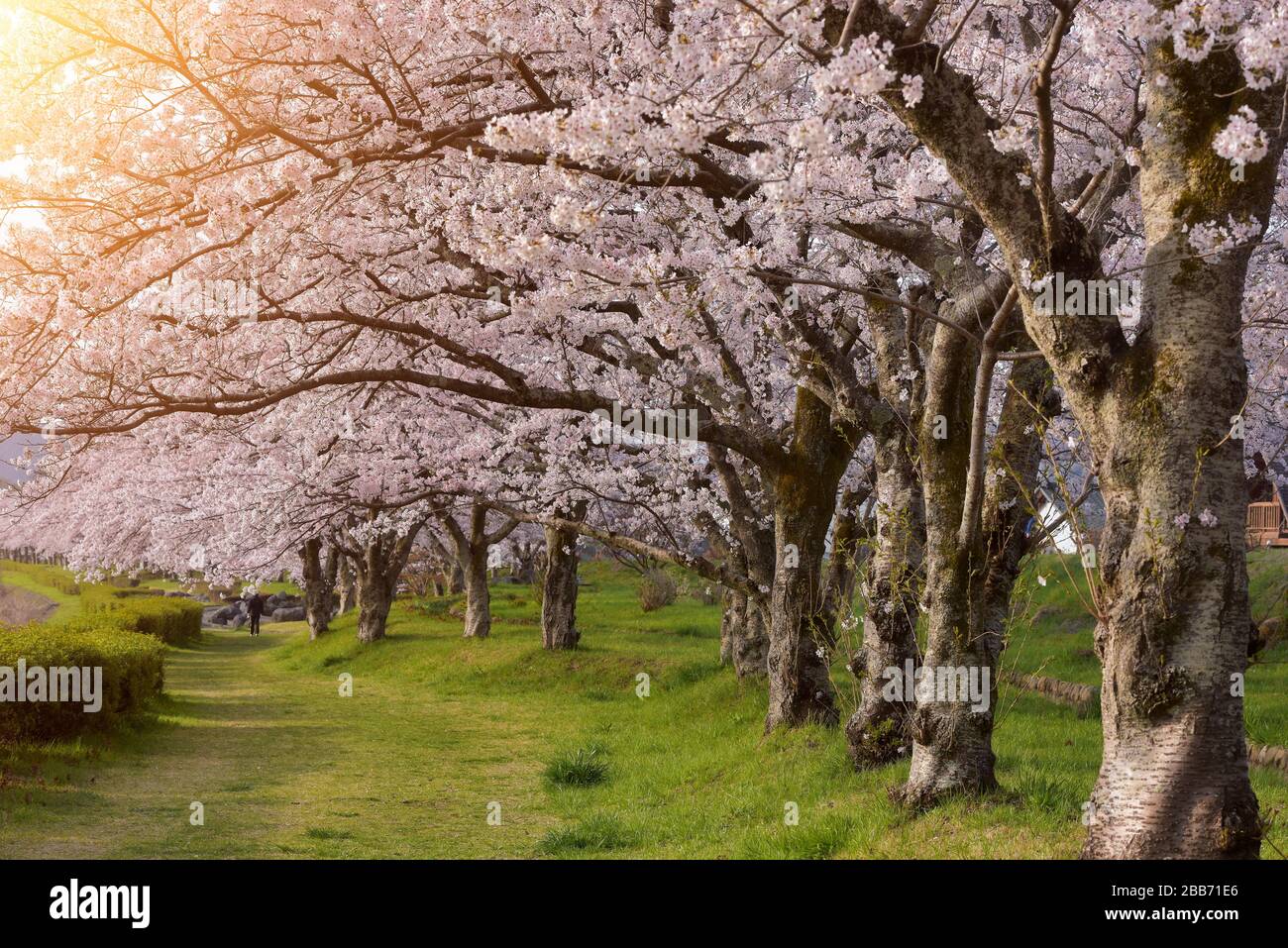 Alberi di ciliegio in Hirosaki Park, Tohoku, Honshu, Giappone Foto Stock