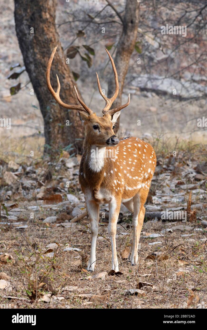 Male Chital (asse assi) nel Parco Nazionale di Ranthambore, Rajasthan, India Foto Stock