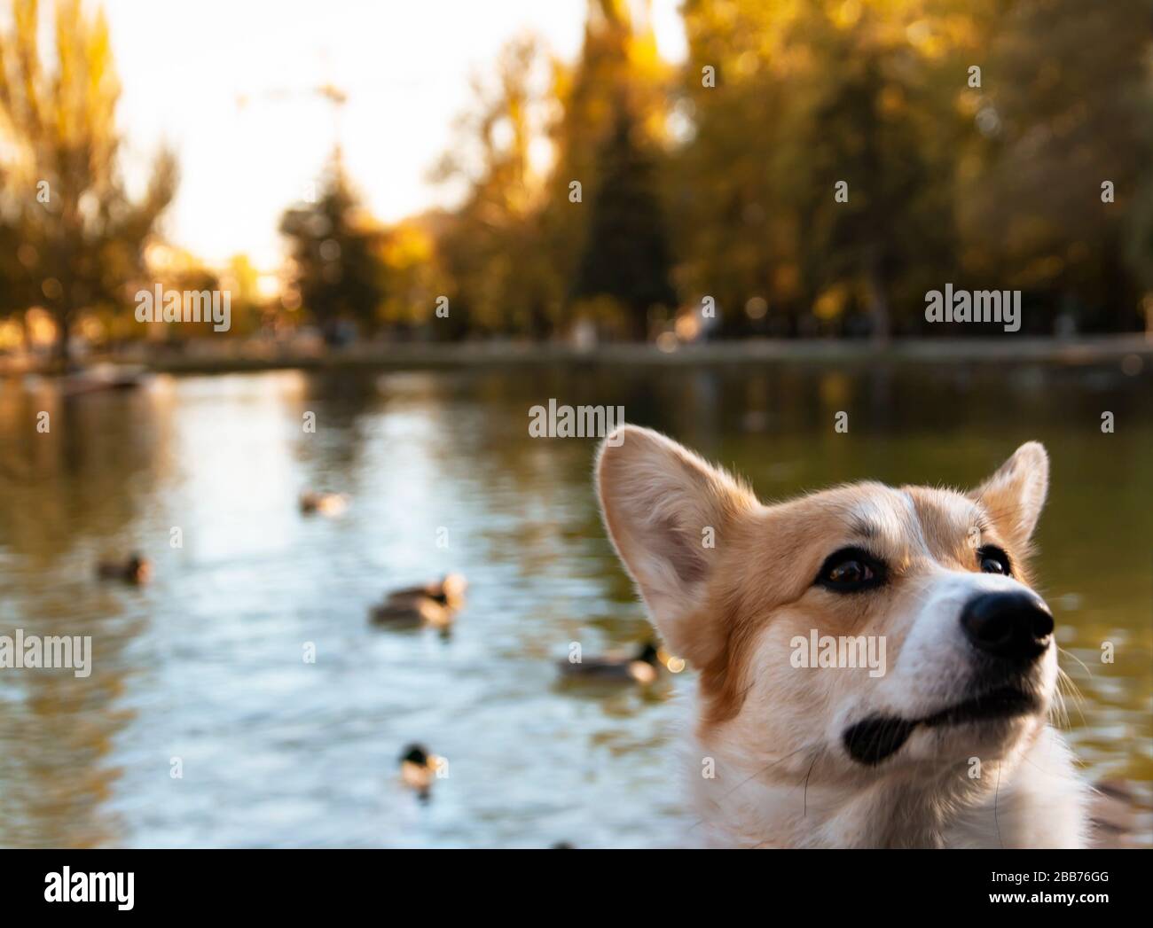 Pembroke gallese Corgi, gallese Corgi portret. Purebreed stile di vita gallese corgi giocare all'aperto Foto Stock