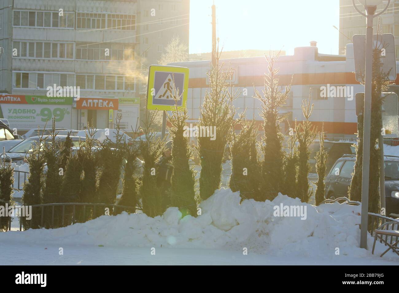 29.12.2019, Syktyvkar, Russia, vendita di case vacanze di cristmass alberi nella soleggiata giornata invernale. Stock foto per web e stampa. Foto Stock