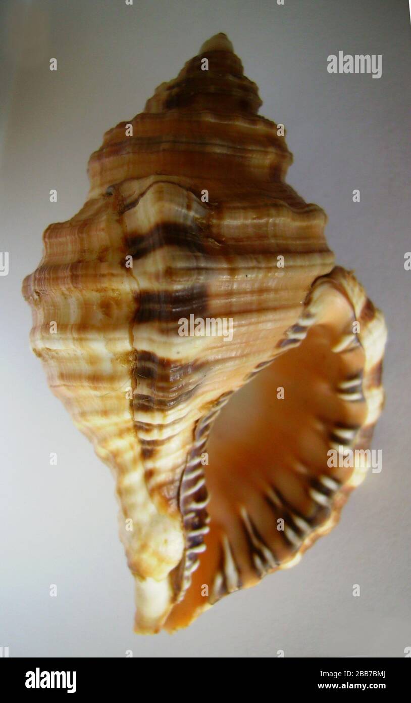 Italiano: Monoplex parthenopeus (Salis Marschlins, 1793) (sinonimo:  Cymatium parthenopeum (Salis-Marschlins, 1793)), della Nuova Zelanda. (NON:  Cymatium parthenopeum Keen, 1958).; lavoro proprio; GrahamBould; ' Foto  stock - Alamy