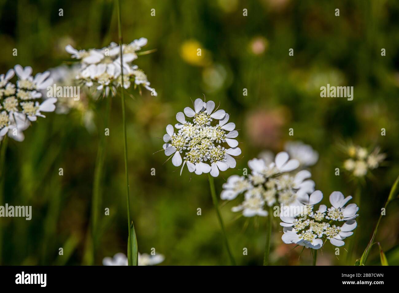 Fiori in fiore nei prati e nelle foreste della Foresta Umbra, Riserva Naturale della Penisola del Gargano, Puglia, Italia Foto Stock