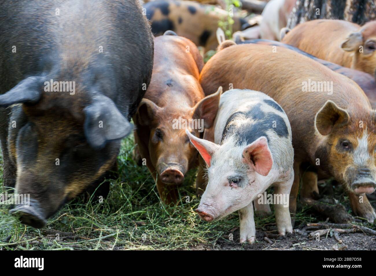 Suini nati, allevati e rifiniti per la lavorazione su pascolo. Foto Stock