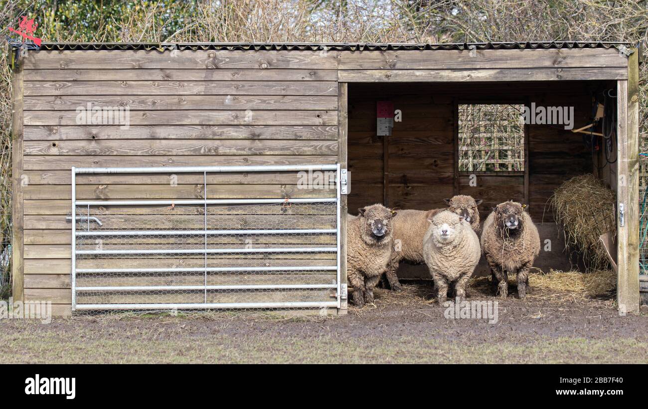 Pecore in attesa all'ingresso di un vecchio capannone di legno Foto Stock