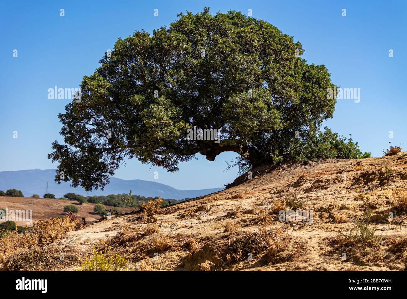 Albero solitario nel paesaggio mediterraneo secco in Andalusia, Spagna. Foto Stock