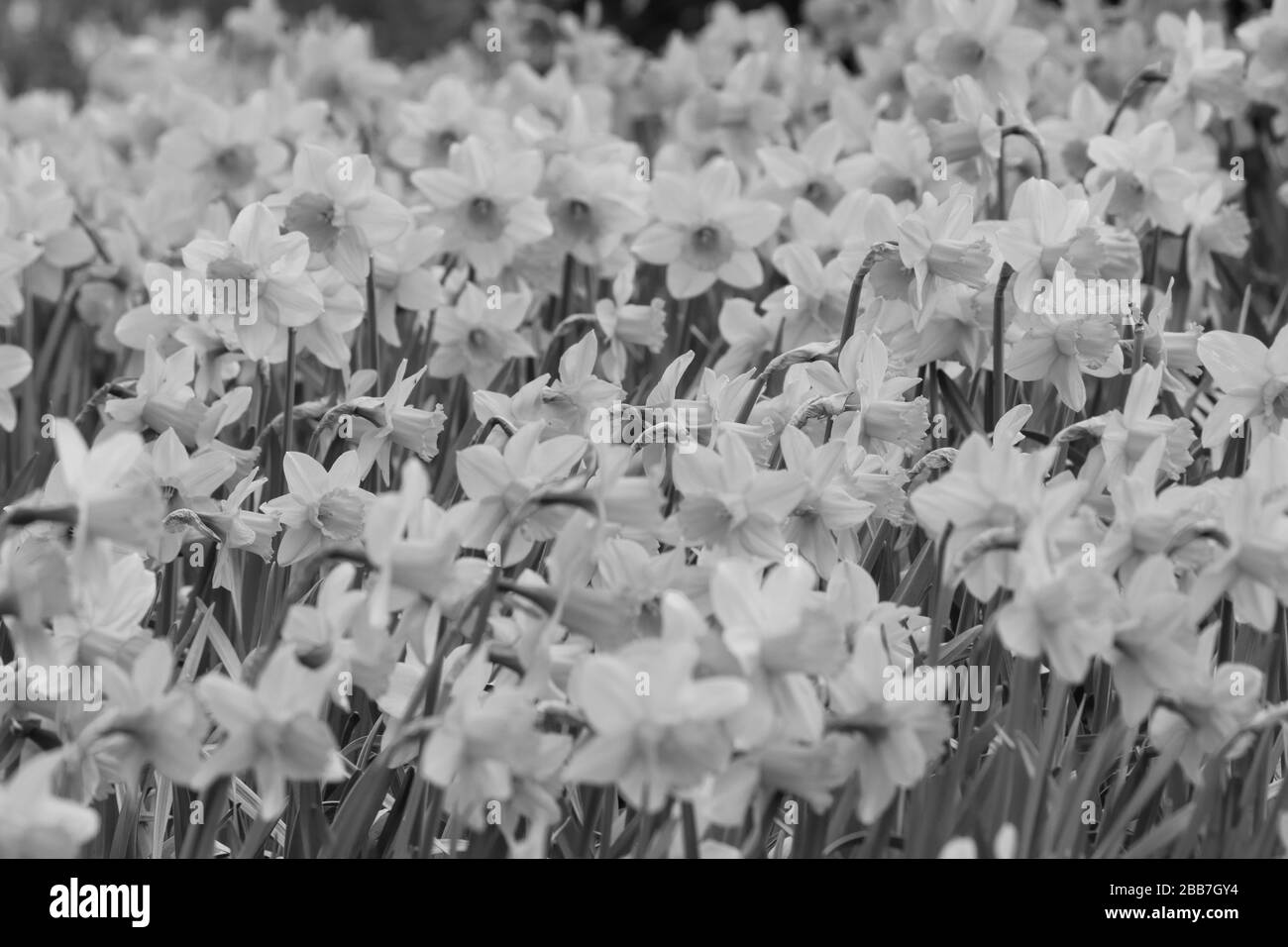 Daffodil fiori in bianco e nero Foto Stock