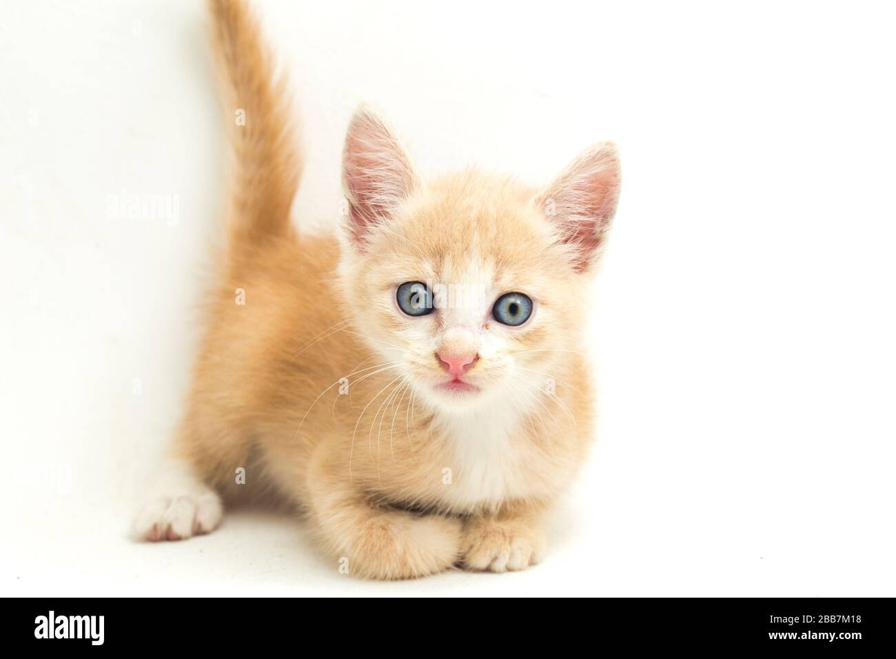 Una bella domestica gatto gattino arancione divertente posizioni. Ritratto animale isolato su sfondo bianco. Foto Stock