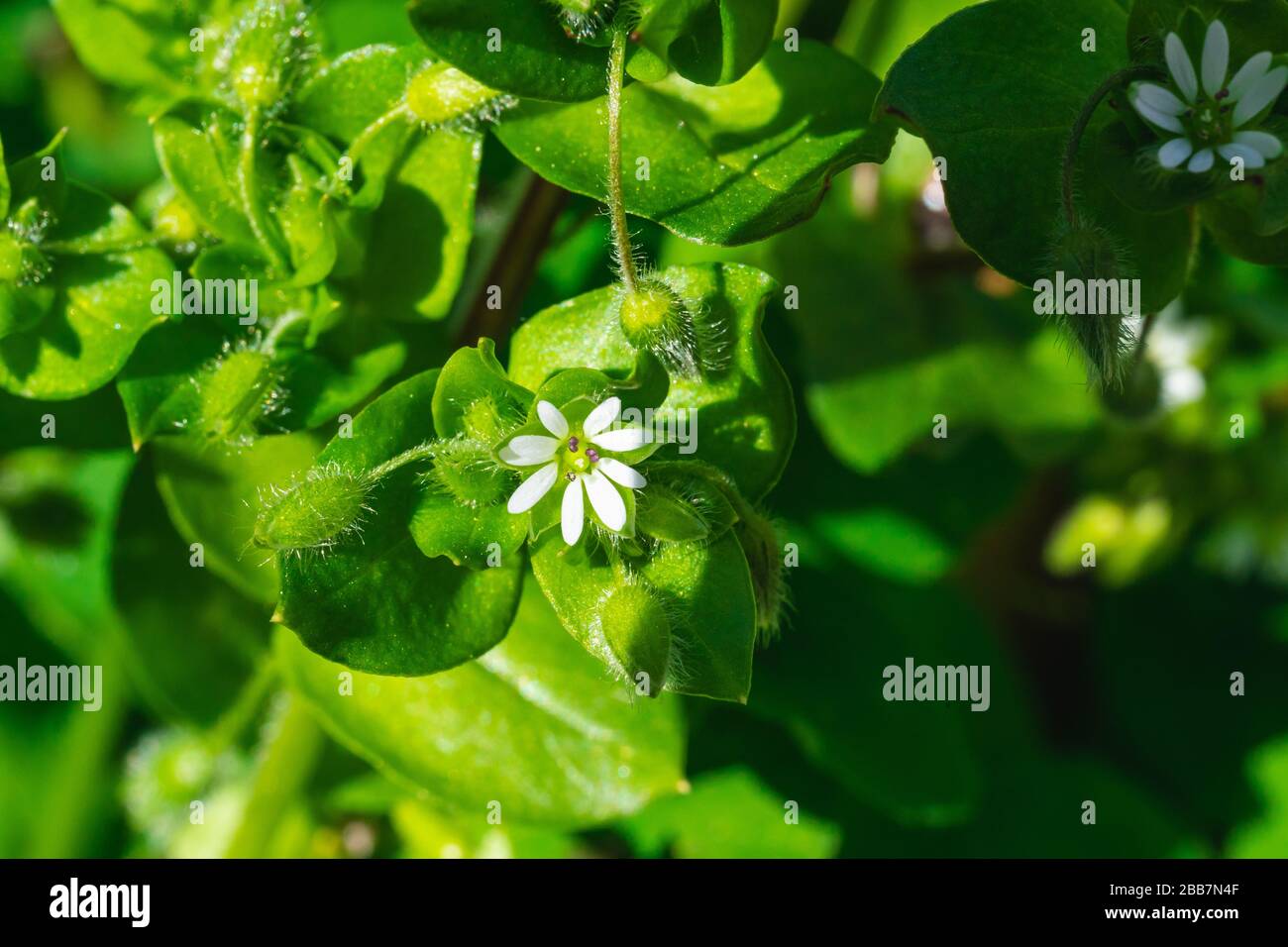 Ceraszio diffusum (orecchio del mouse) fiori e piante in primavera Foto Stock
