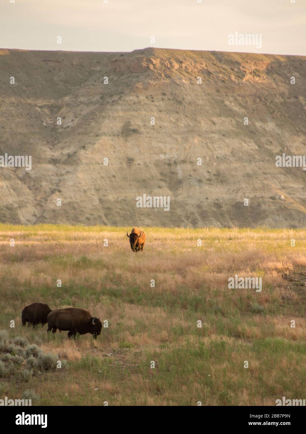 Bufalo nativo di proprietà americana. Foto Stock