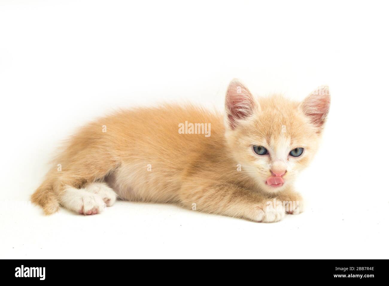 Una bella domestica gatto gattino arancione divertente posizioni. Ritratto animale isolato su sfondo bianco. Foto Stock