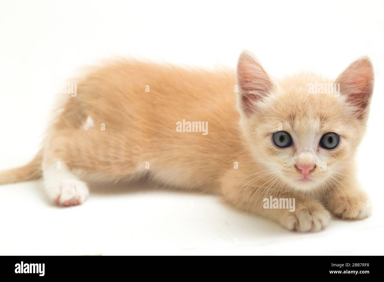 Una bella domestica gatto gattino arancione divertente posizioni. Ritratto animale isolato su sfondo bianco. Foto Stock