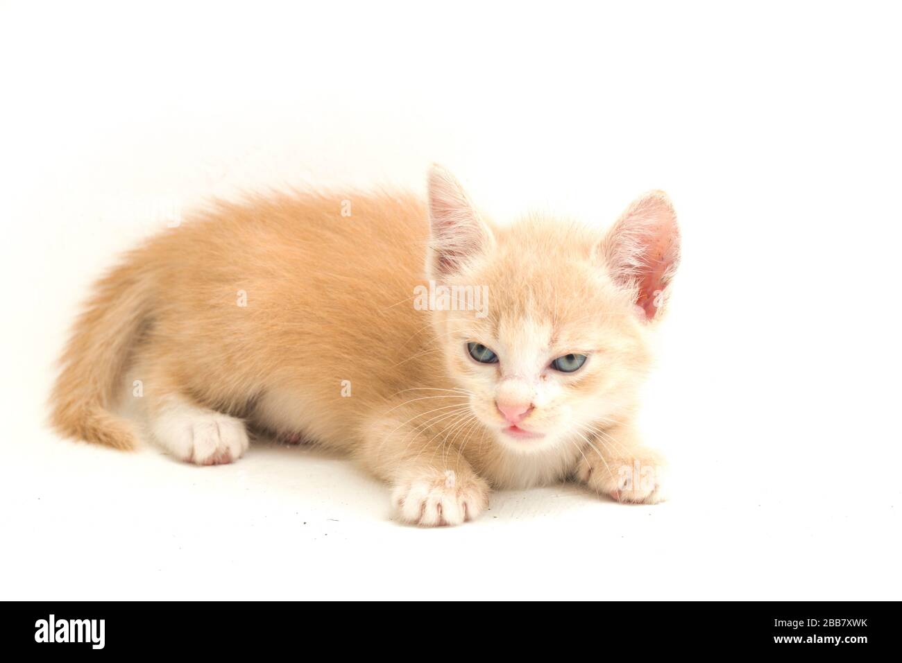 Una bella domestica gatto gattino arancione divertente posizioni. Ritratto animale isolato su sfondo bianco. Foto Stock