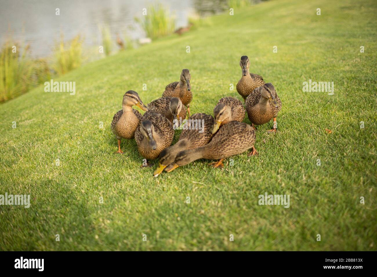 Immagine di nove dicks selvaggi su erba verde sgranocchiare insieme. Mangiare piante fuori sul prato o nel parco. Bella fauna selvatica all'aperto Foto Stock