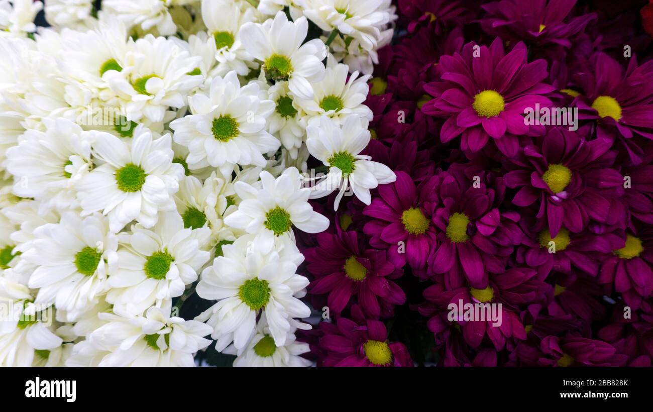 Luminoso sfondo floreale a contrasto di maroon e crisantemi bianchi. Dualismo di colori opposti. Foto Stock