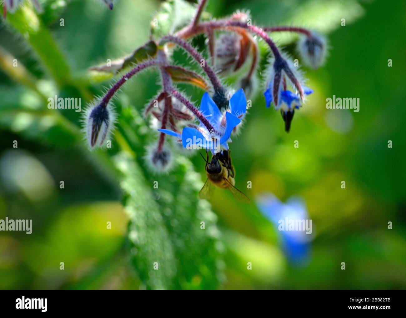 Nettare di caprone di ape da fiori di borragine. Foto Stock