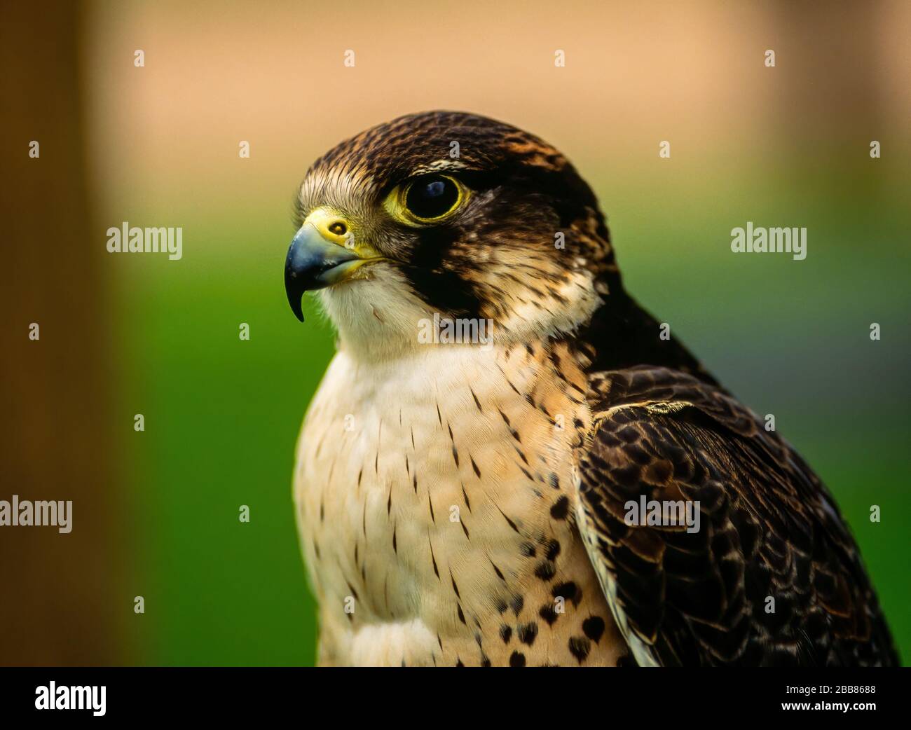 Vista laterale in primo piano della testa di Peregrine Falcon (Falco peregrinus), Newent Falconry Center, Gloucestershire, Inghilterra, Regno Unito Foto Stock