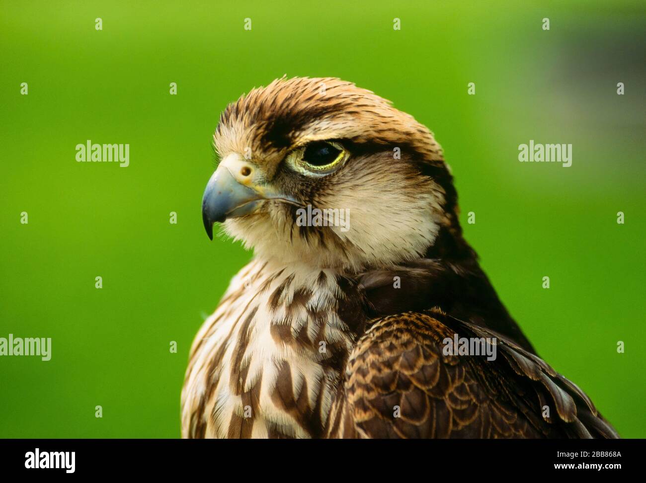 Primo piano di testa, faccia e becco di Lanner Falcon (Falco biarmicus) Newent Falconry Center, Gloucestershire, Inghilterra, Regno Unito Foto Stock