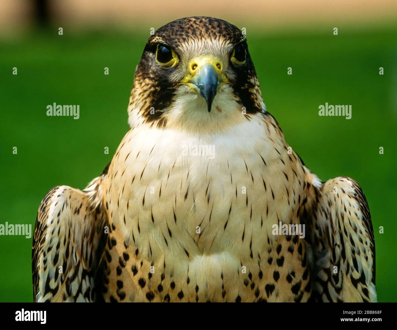 Primo piano della testa di Peregrine Falcon (Falco peregrinus) guardando la macchina fotografica, Newent Falconry Center, Gloucestershire, Inghilterra, Regno Unito Foto Stock