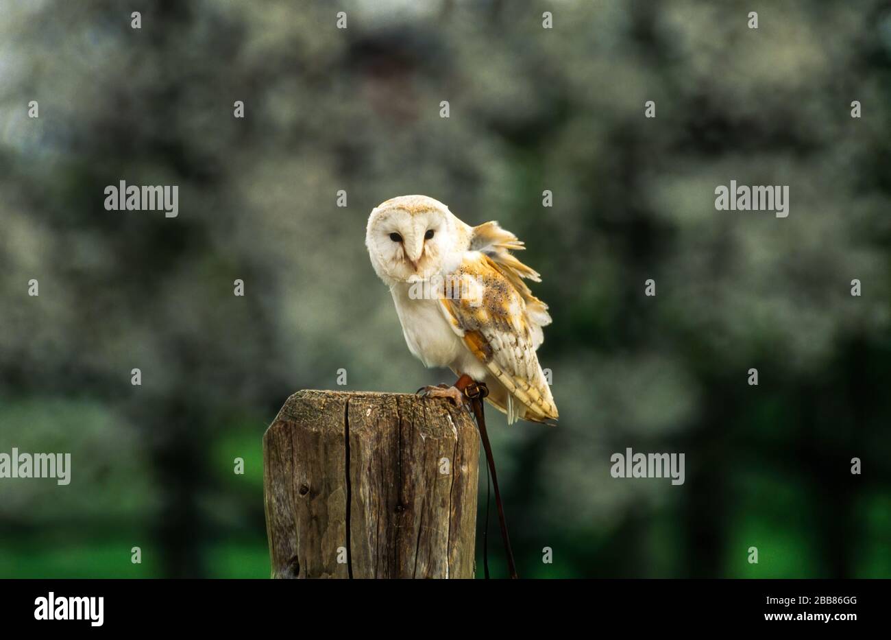 Arroccato Captive Barn Owl (Tito alba), Newent Falconry Center, Gloucestershire, Inghilterra, Regno Unito Foto Stock