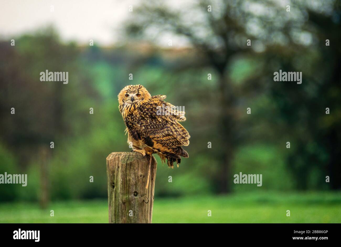 Eurasian Eagle Owl (Bubo bubo) appollaiato sul posto, Newent Falconry Center, Gloucestershire, Inghilterra, Regno Unito Foto Stock