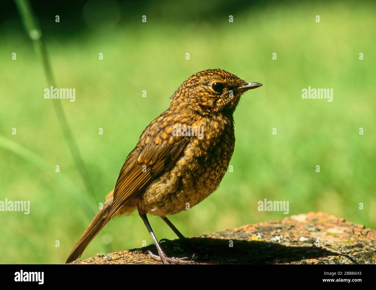 Robin giovanile. Un giovane, bambino europeo Robin (Erithacus rubecula) uccello con piume marrone speckled piume, in piedi a terra, Inghilterra, Regno Unito Foto Stock