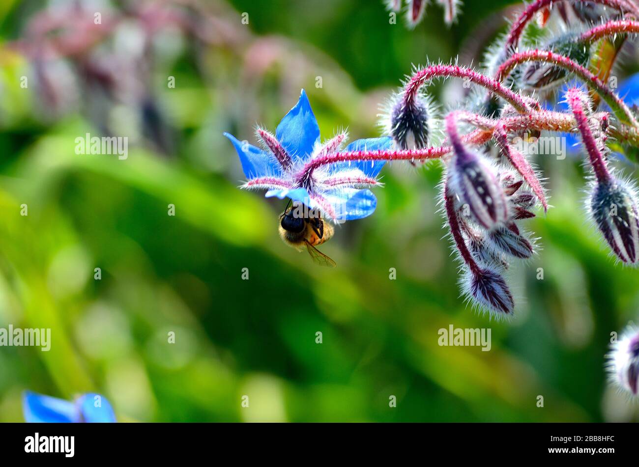 Nettare di caprone di ape da fiori di borragine. Foto Stock