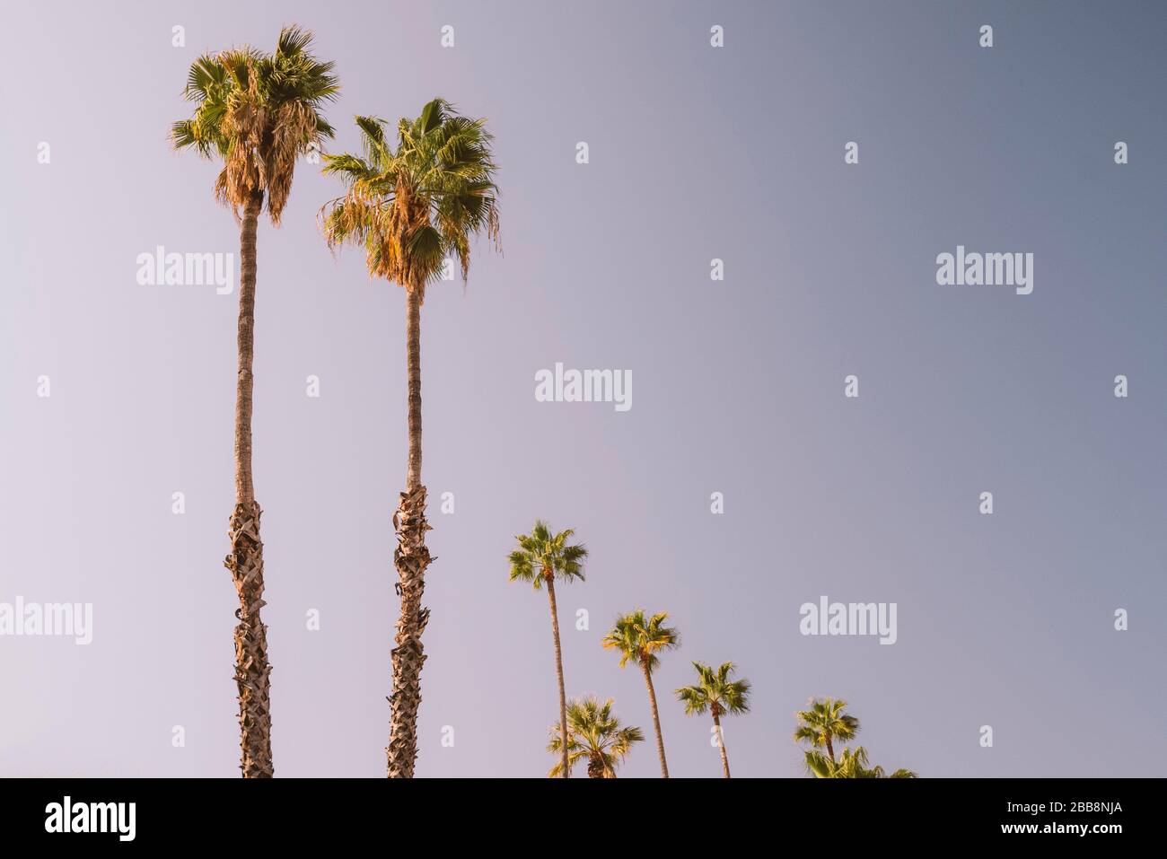 Natura nel sud della California - alberi di palma e cielo - vita del deserto - soleggiato Foto Stock