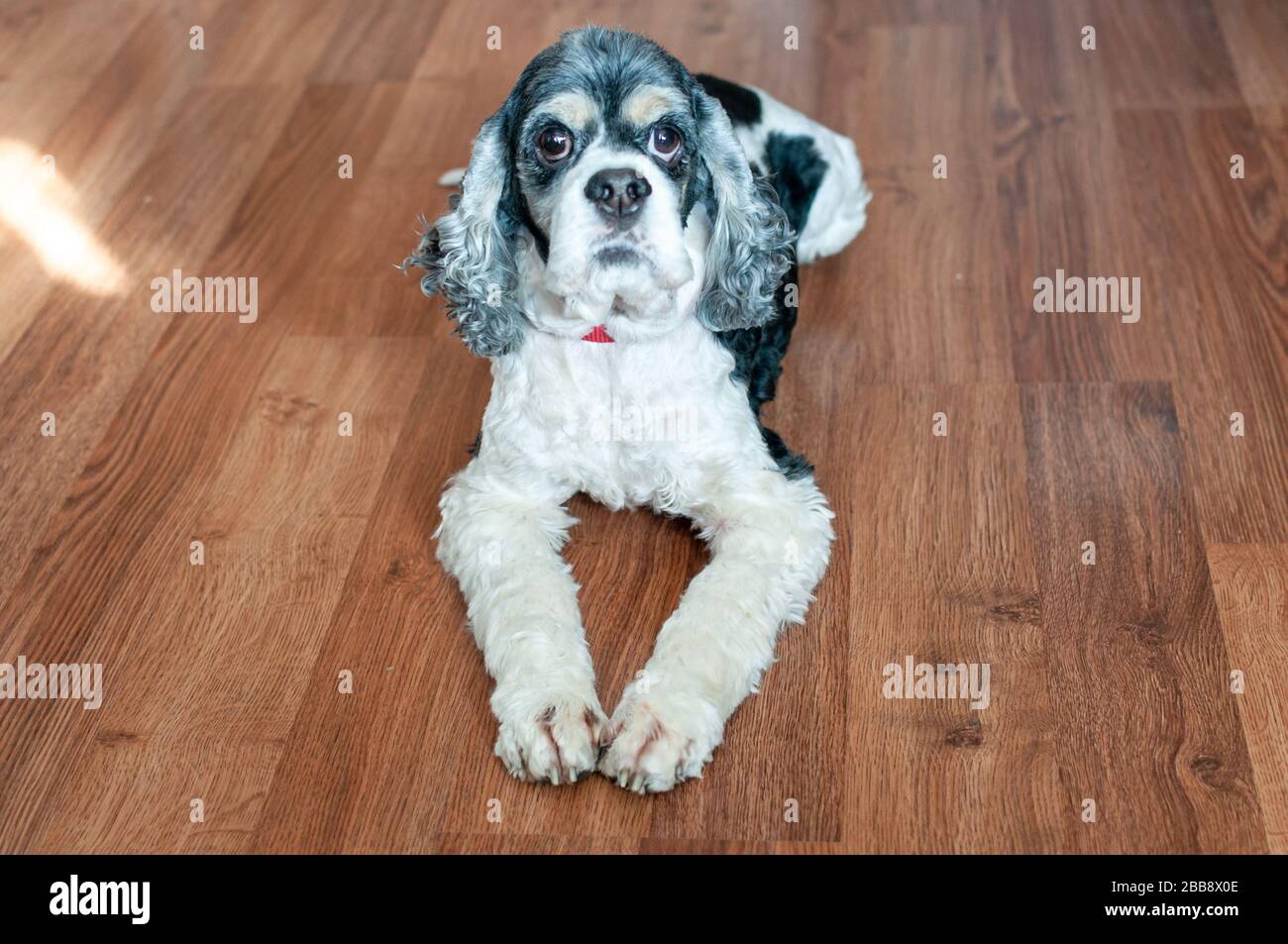 Carino adulto americano Cocker spagnolo tricolore con ampi occhi aperti si trova sul pavimento in parquet all'interno della camera. Luce naturale. Foto Stock