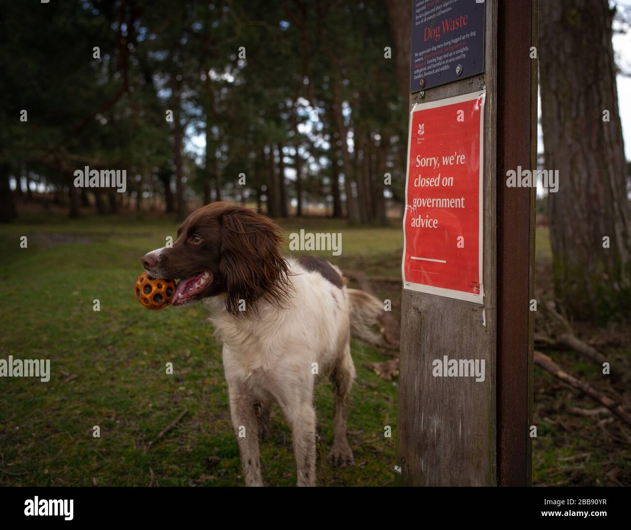 Un segno sulla terra di fiducia nazionale che dice che siamo chiusi su consiglio del governo. La terra è Half Moon Common ai margini del New Forest Hampshire. Foto Stock