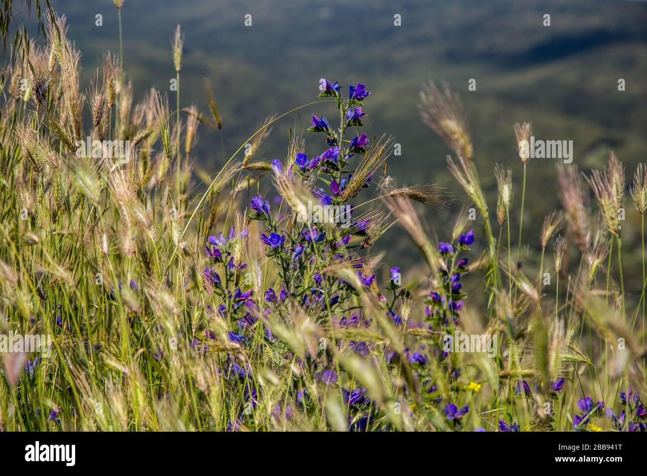 Vista panoramica di Monte Sant'Angelo, antico borgo della provincia di Foggia, Puglia Puglia (Italia). Foto Stock