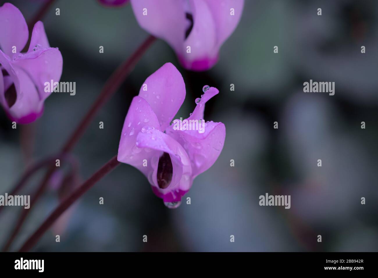Fiori di ciclamino bianchi e rosa con piccole gocce di rugiada su petali sfondo sfocato Foto Stock