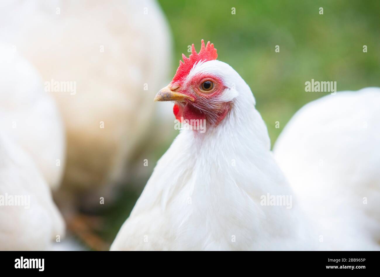 Cortile Pechino bantum galline/polli. Foto Stock