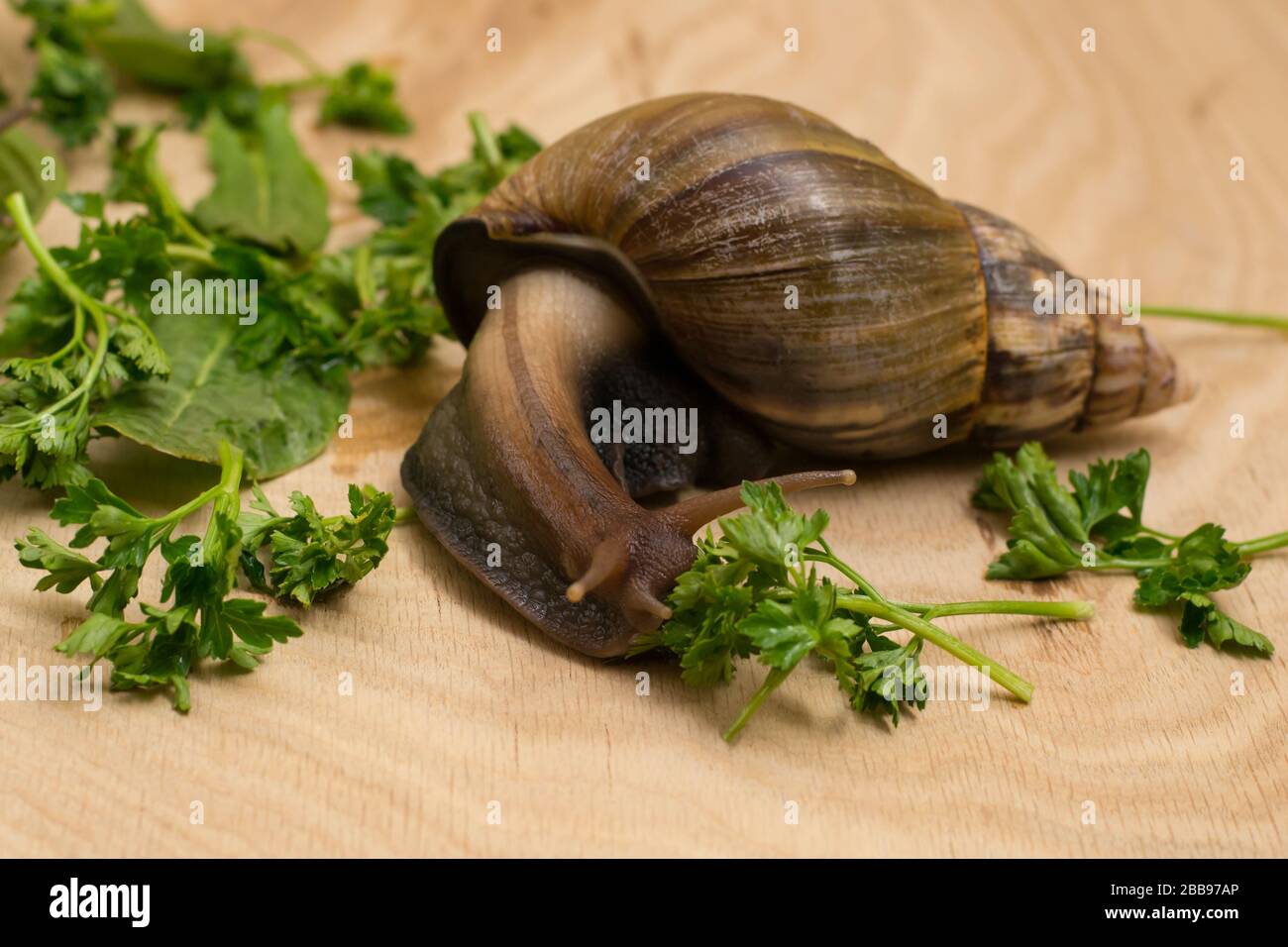 Africana achatina lumaca mangia verdi a casa su sfondo di legno Foto Stock