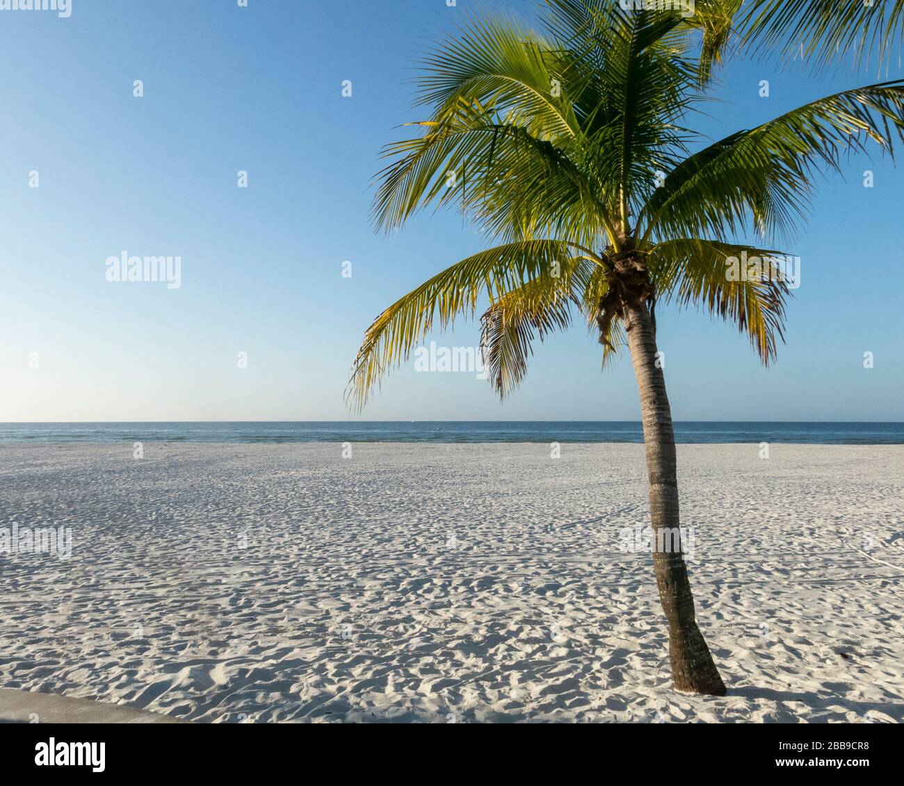 Una palma su una spiaggia in Florida. Foto Stock