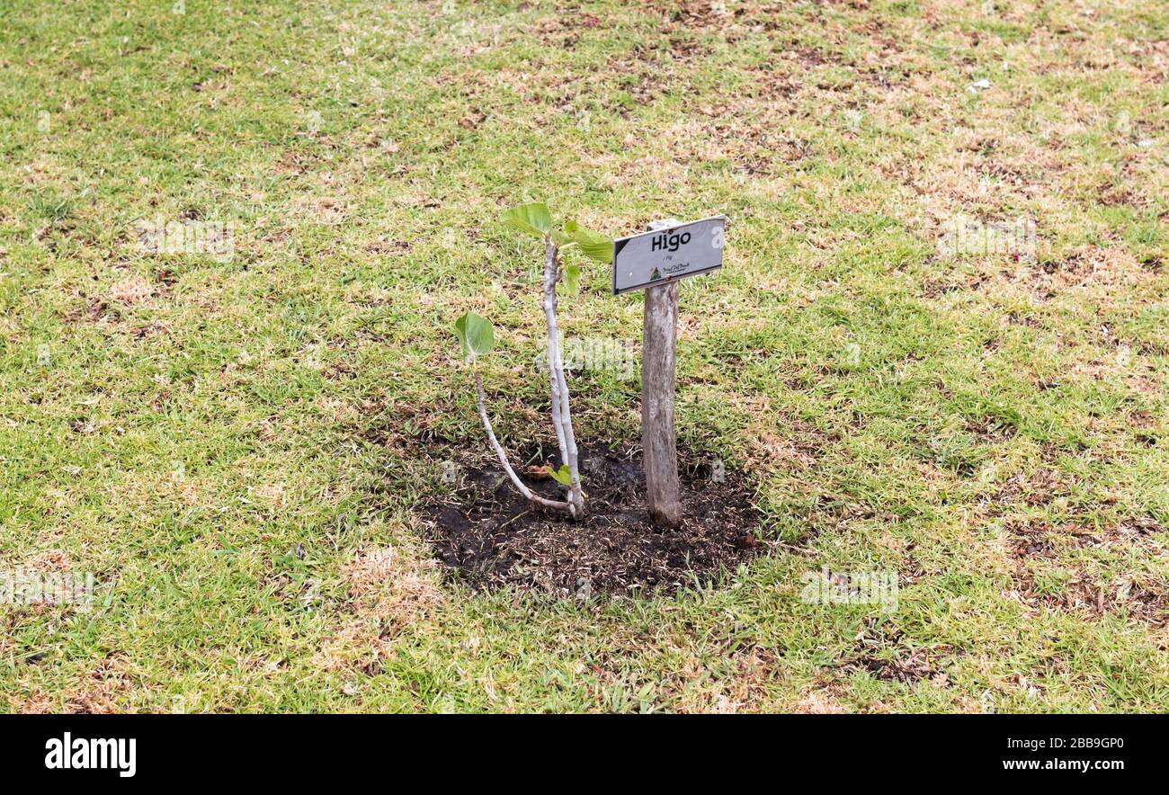 QUITO, ECUADOR - 29 LUGLIO 2018: Un piccolo albero di fico con un cartello alla mostra Mitad del Mundo. Foto Stock