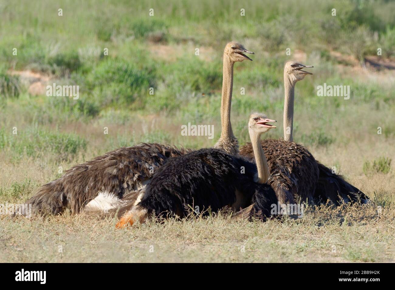 Struzzi comuni (Struthio camelus), adulti, maschi e femmine, riposati su terreno sabbioso, Kgalagadi Transfalfrontalier Park, Capo Nord, Sud Africa Foto Stock