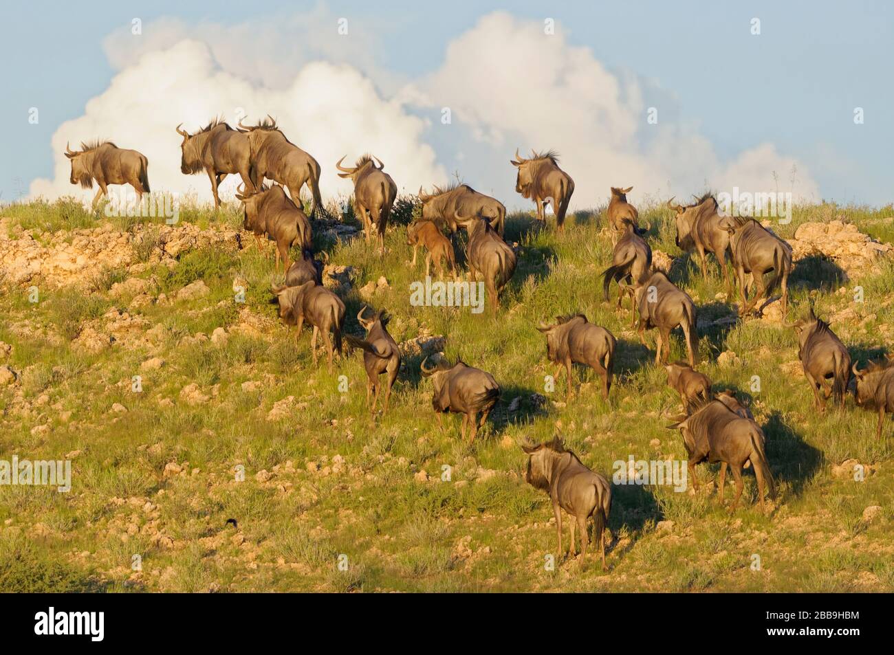 Blue wildebeests (Connochaetes taurinus), mandria, a piedi alla cima della duna, a fine giornata, Kgalagadi Transwallegation Park, Capo Nord, Sud Africa Foto Stock