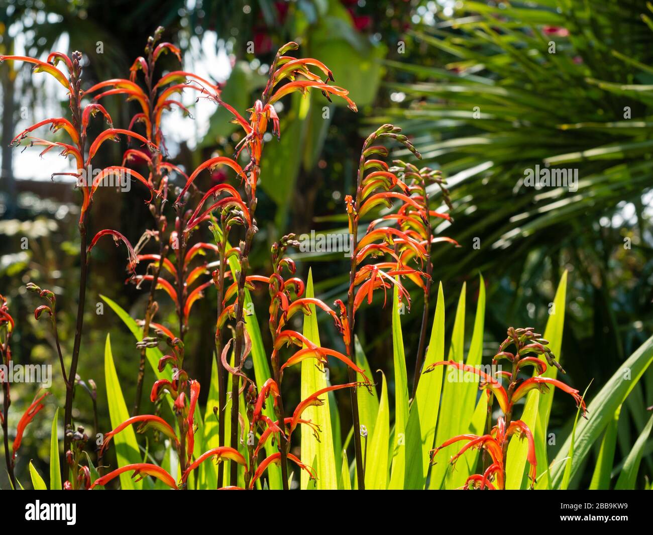 Punte verticali di fiori rossi e pastosi del sudafricano bulbo semiduro Chasmanthe bicolore in un giardino primaverile del Regno Unito Foto Stock