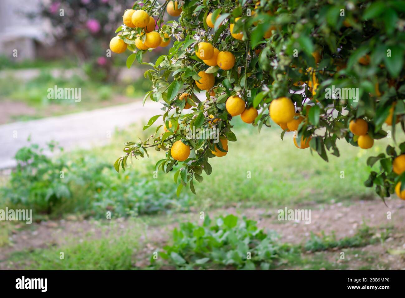 aranciato amaro carico di frutti e fiori, su sfondo sfocato. Foto Stock