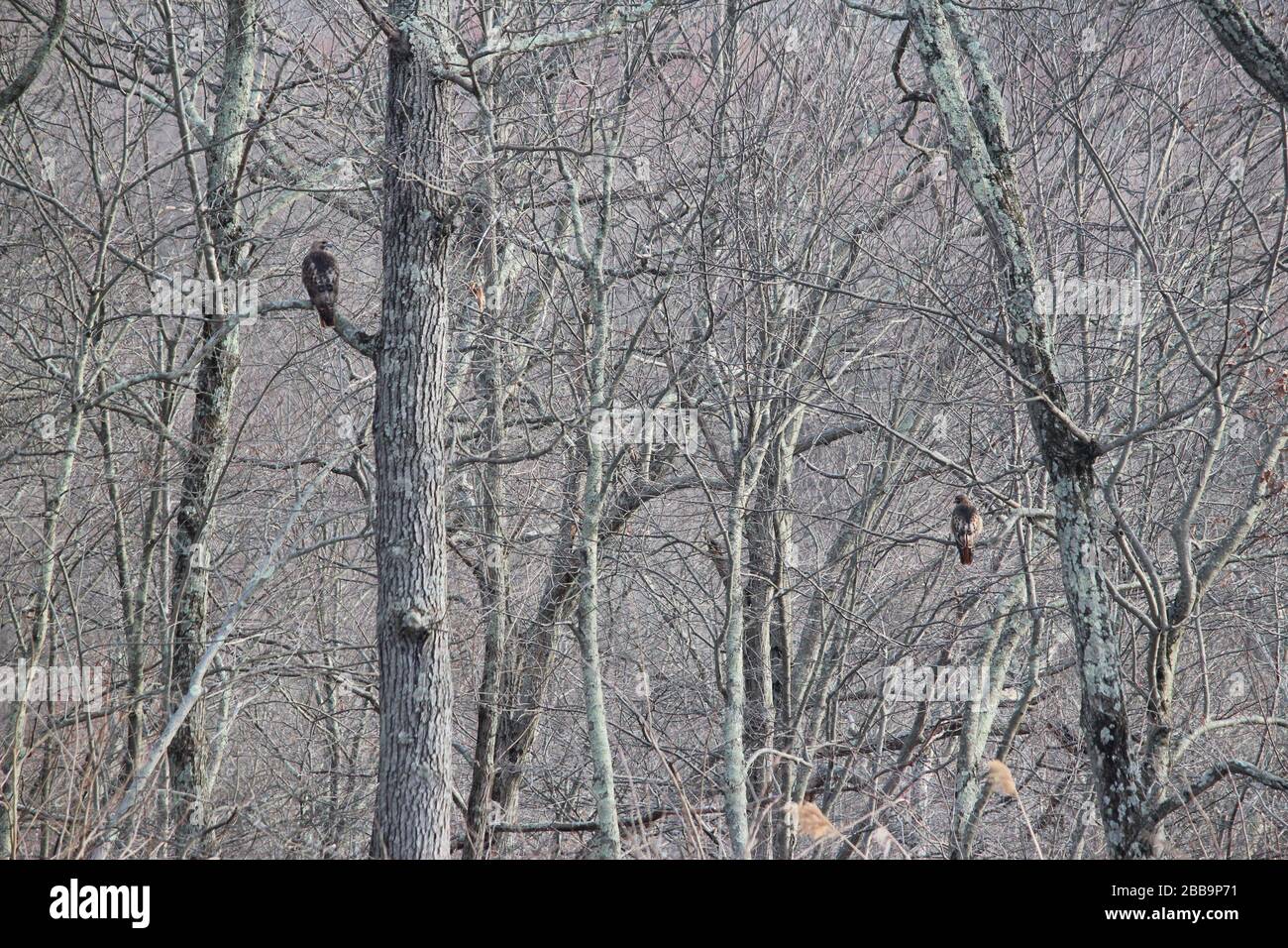 Due falchi dalla coda rossa seduti tra gli alberi Foto Stock