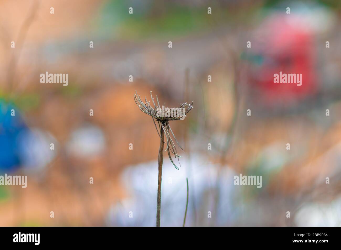 Daucus Carota Maximus fiore asciutto, sfondo sfocato. Foto Stock