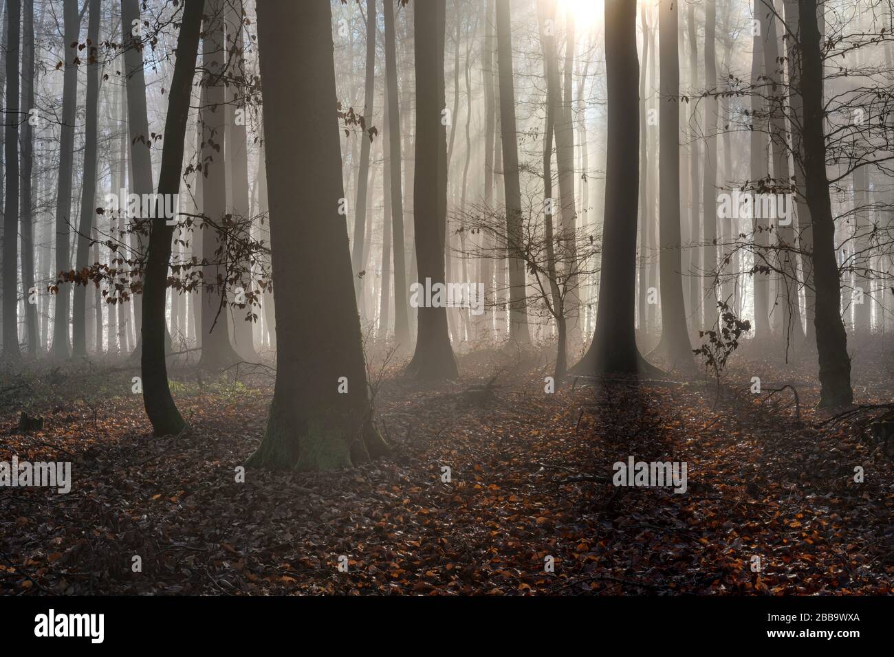 Il sole penetra la nebbia nella foresta e evoca ombre contrastanti nel paesaggio Foto Stock