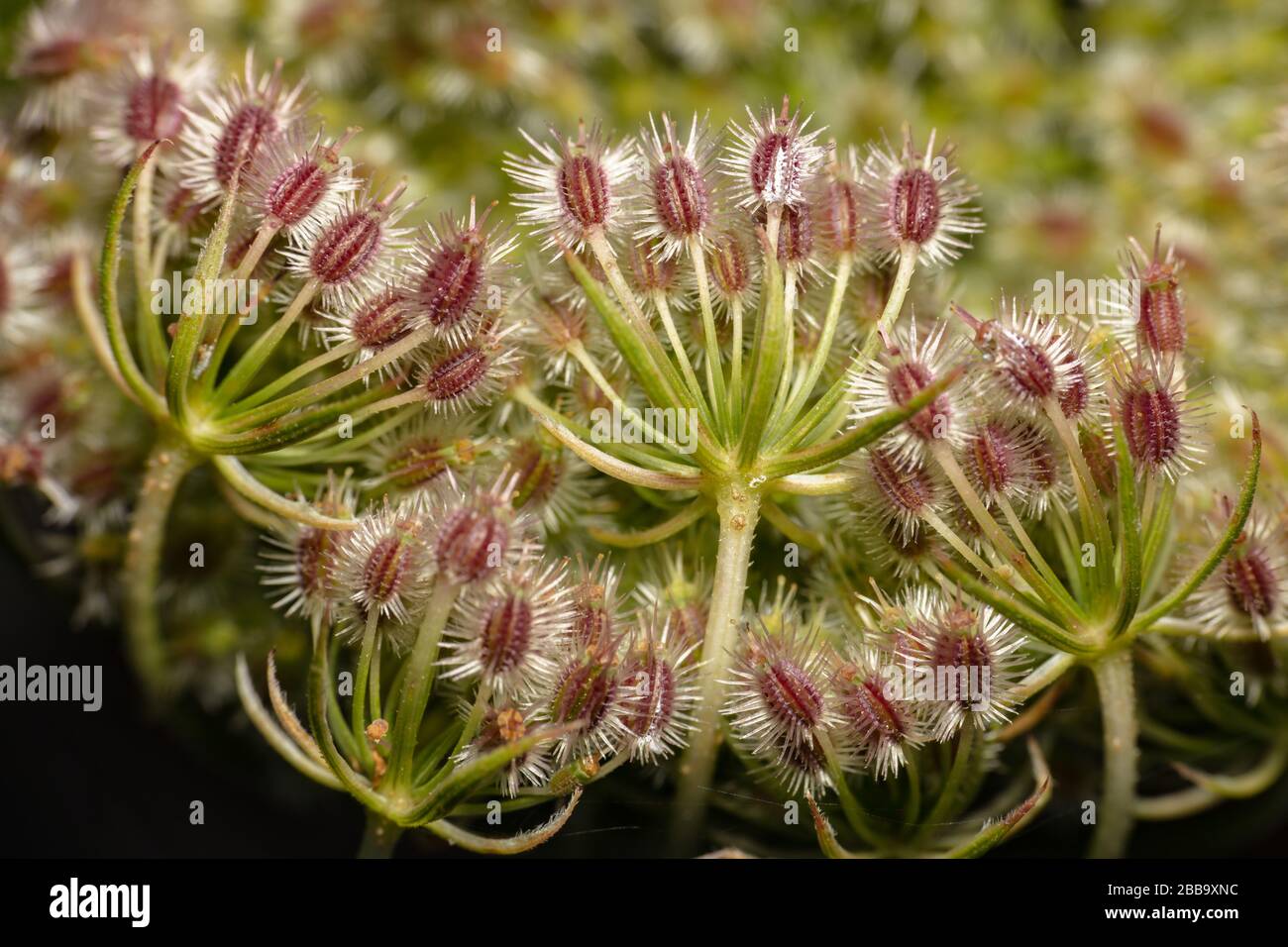 Closeup estremo di carota selvatica (caucus carota) cluster di frutta Foto Stock