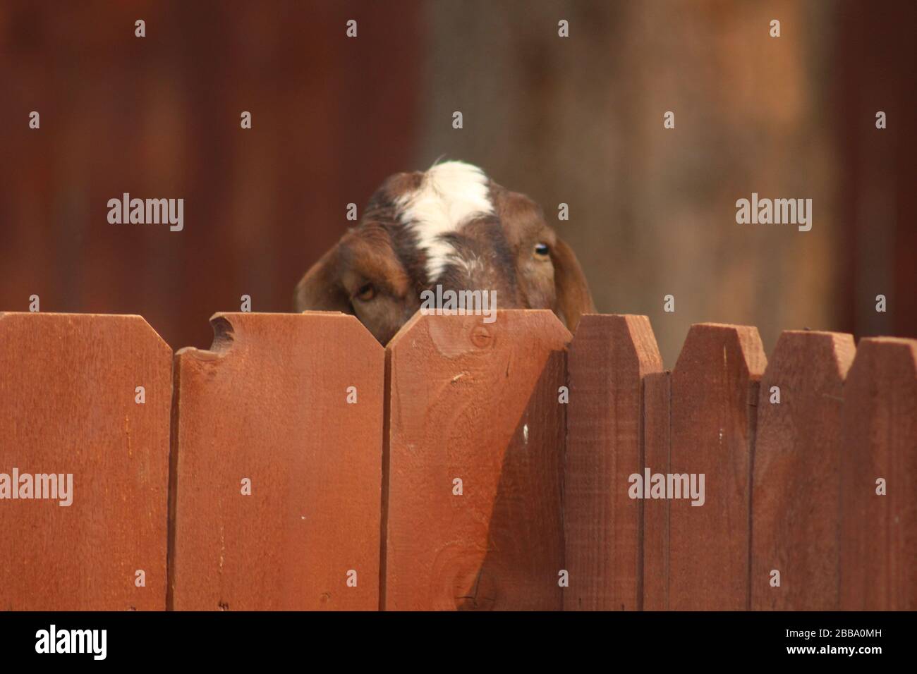 Capra che guarda sopra recinto di legno Foto Stock
