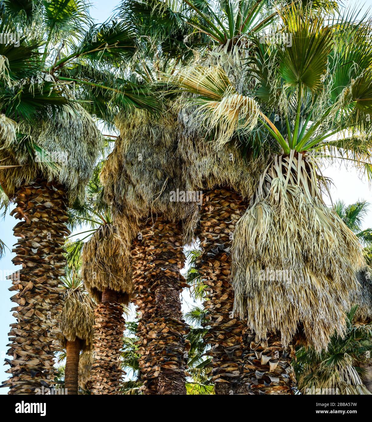 Vista dal taglio sorto di più palme da fan, alcune rasate e altre scaramucce negli Stati Uniti Foto Stock