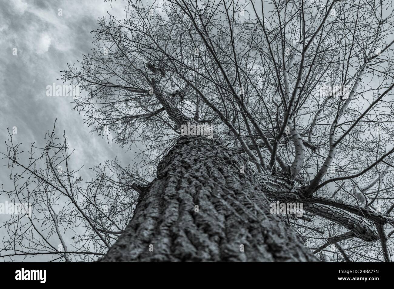 Grande pioppo che raggiunge il cielo Foto Stock